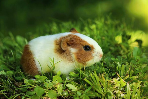 Baby guinea pig Royalty Free Stock Photos