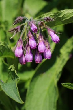 Healing Symphytum officinale