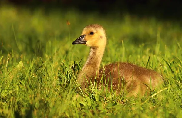 Cute baby goose — Stock Photo, Image