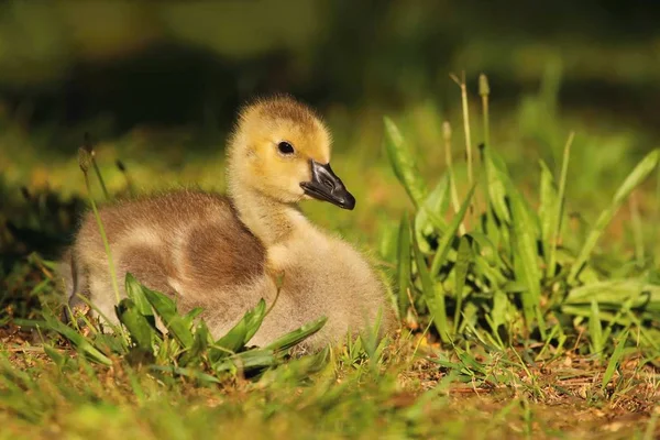 Baby goose in grass — Stock Photo, Image