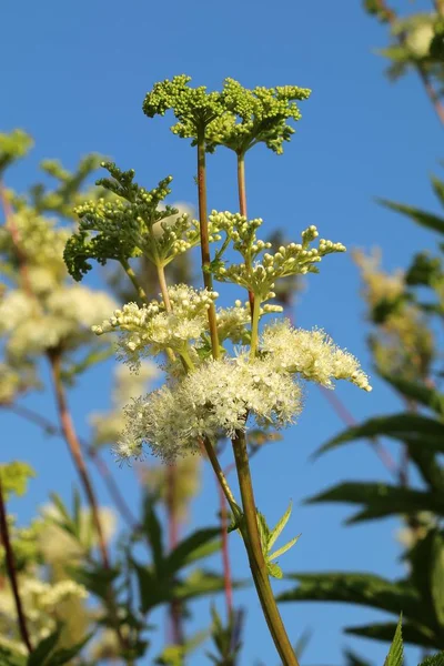 Léčení Filipendula ulmaria — Stock fotografie