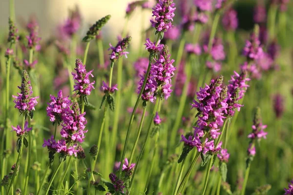 Helande Stachys officinalis — Stockfoto