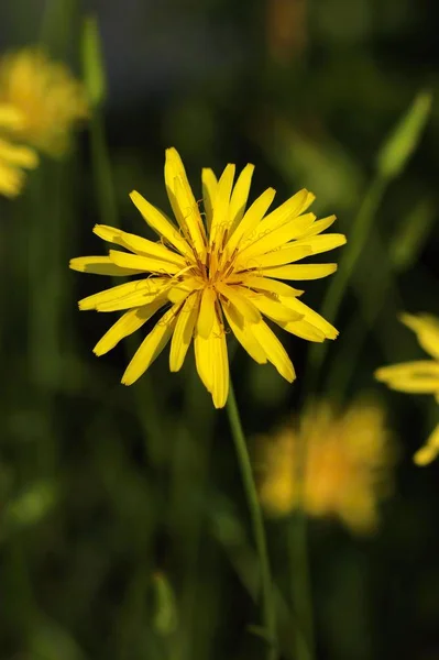 癒し Scorzonera hispanica — ストック写真