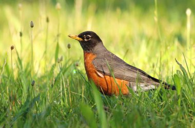 Güzel Amerikan robin