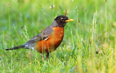 Amerikan robin Turdus migratorius
