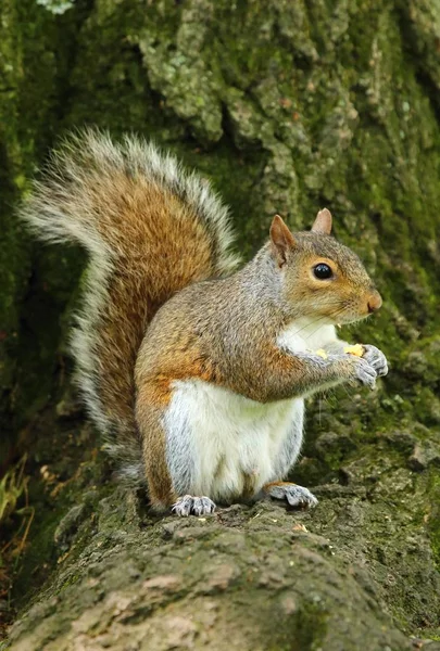 Piękny szary wiewiórka — Zdjęcie stockowe