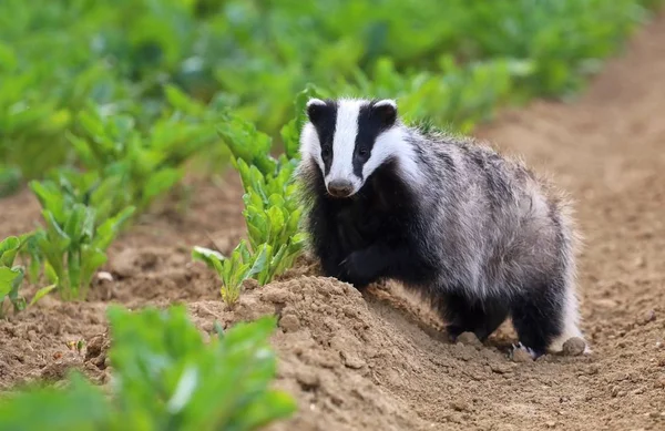 Badger muda berambut — Stok Foto