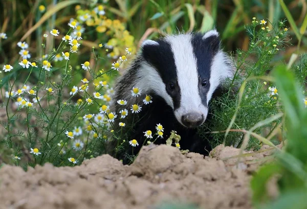 Badger dalam camomile — Stok Foto