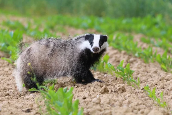 Blaireau mignon à la recherche — Photo