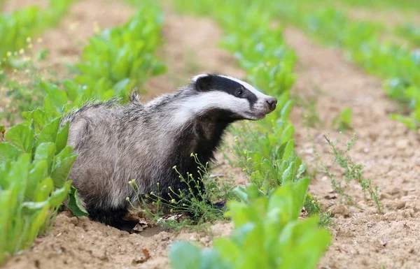 Badger op veld — Stockfoto