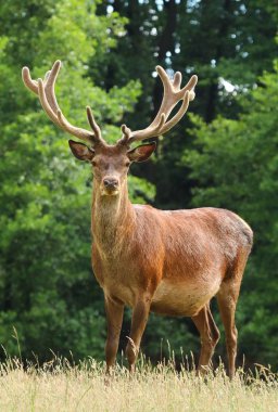 Kızıl geyik cervus elaphus