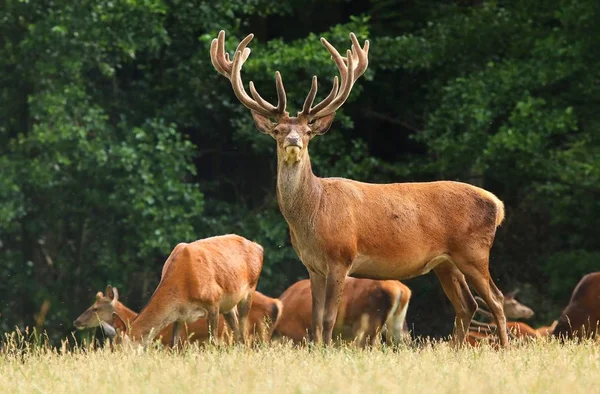 Mooie rode herten — Stockfoto