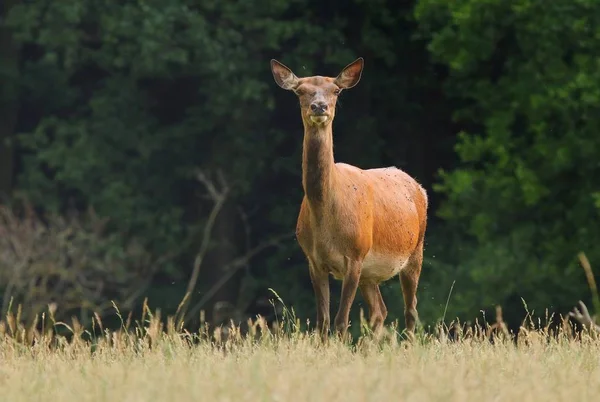 Red deer female — Stock Photo, Image