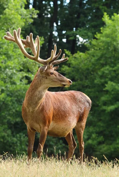 Edelhert op zoek — Stockfoto