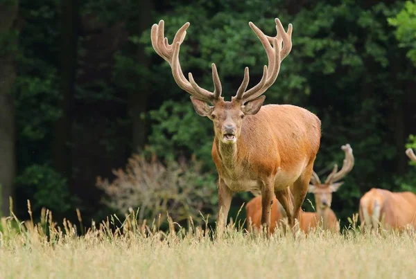 Red deer suspecting — Stock Photo, Image