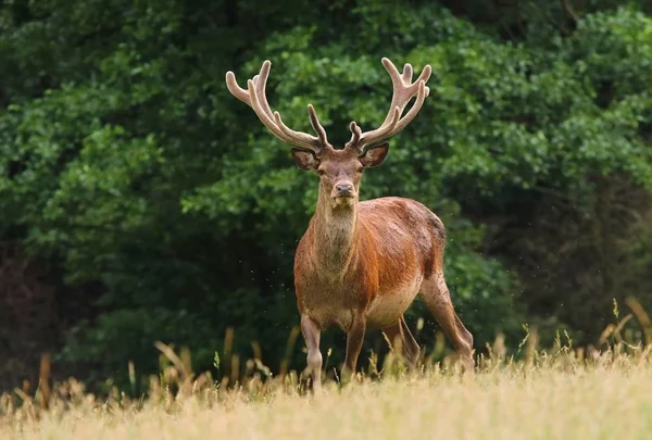 Cervo rosso maestoso — Foto Stock