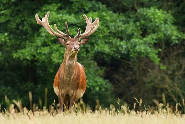 Red deer in summer — Stock Photo, Image