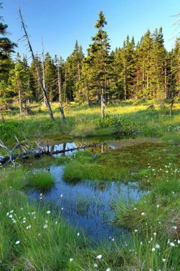 Turba bataklık Krkonose dağlarında