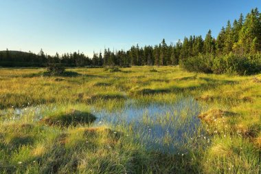 Krkonose Dağları'nda ıslak çayır