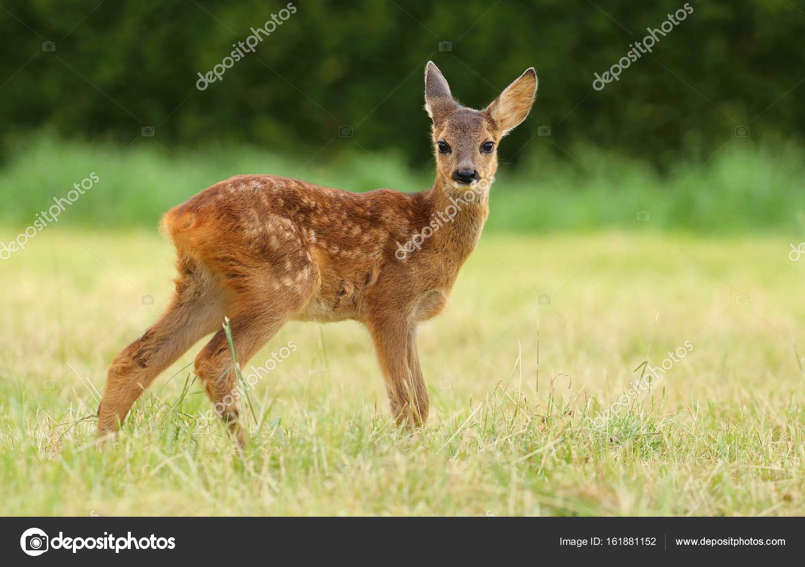 Young roe deer fawn — Stock Photo © hlavkom #161881152