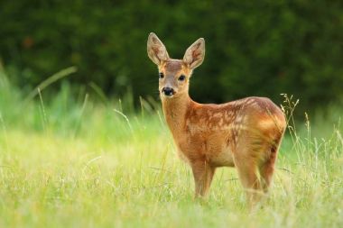 Innocent roe deer fawn clipart