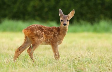 Young roe deer fawn clipart