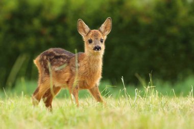 Sevimli küçük Karaca