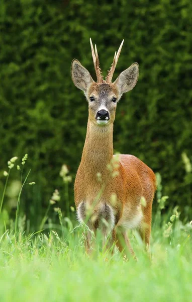 Roe deer Capreolus capreolus — Stock Photo, Image