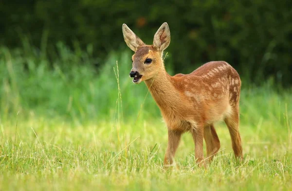 ノロジカ子鹿と茎 — ストック写真