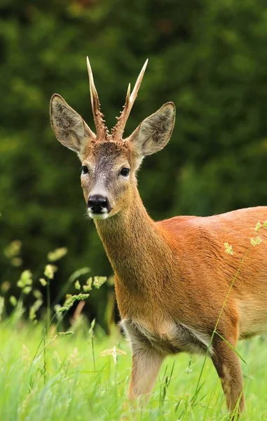 Sierlijke reeën — Stockfoto