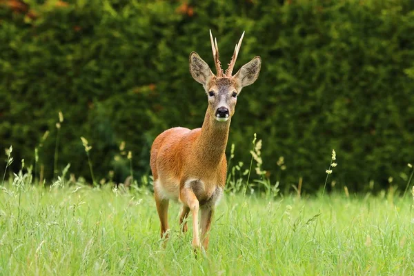 Elegante capriolo — Foto Stock