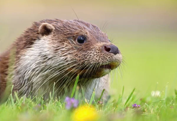 Schattig otter portret — Stockfoto