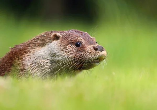 Portret van de jonge otter — Stockfoto
