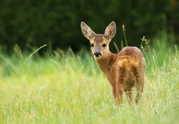 Bonito pequeno corça cervo fawn — Fotografia de Stock