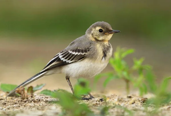 Little white wagtail — Stock Photo, Image