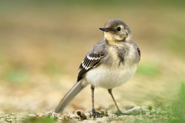 Young white wagtail — Stock Photo, Image