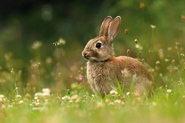 Adorable conejo salvaje en el prado —  Fotos de Stock