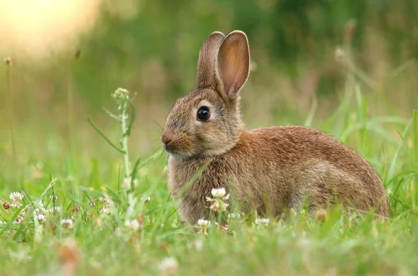 Güzel yabani tavşan — Stok fotoğraf
