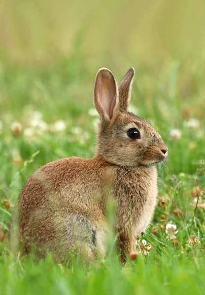 Hermoso conejo salvaje Oryctolagus cuniculus —  Fotos de Stock
