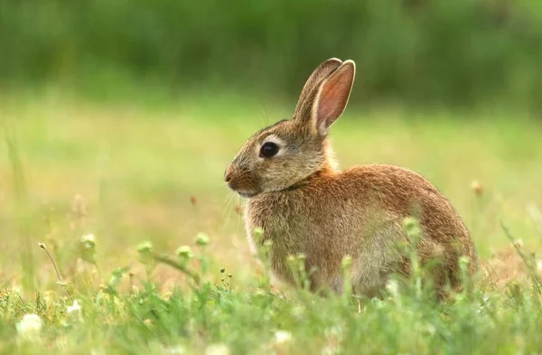 Pequeño conejo salvaje —  Fotos de Stock