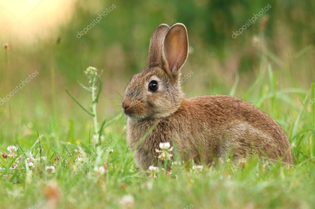 Nice wild rabbit — Stock Photo © hlavkom #162220652