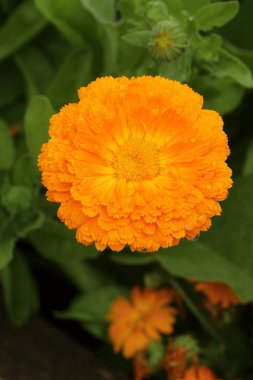 Calendula officinalis şifa