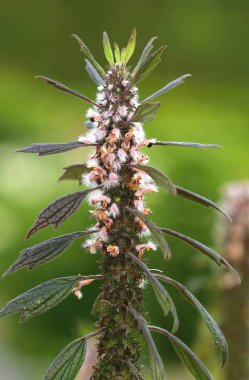 Healing Leonurus cardiaca