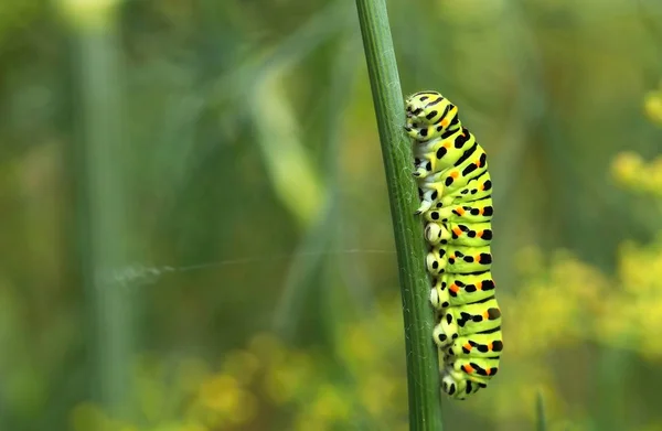 Swallowtail kelebek tırtıl — Stok fotoğraf