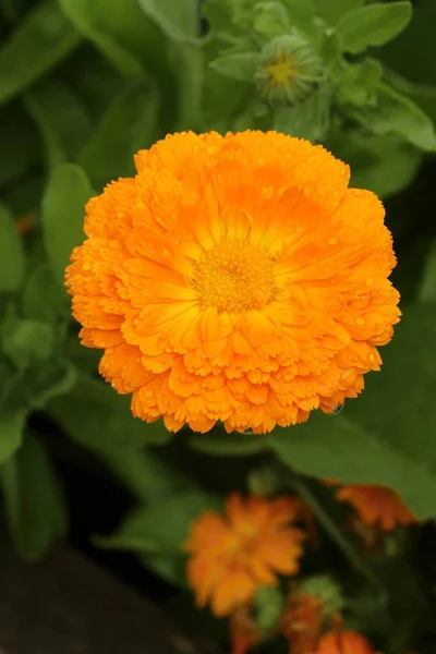 Guérison Calendula officinalis — Photo