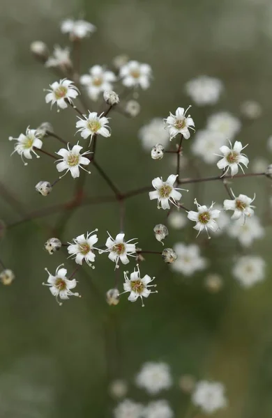 Uzdrowienie Gypsophila paniculata — Zdjęcie stockowe