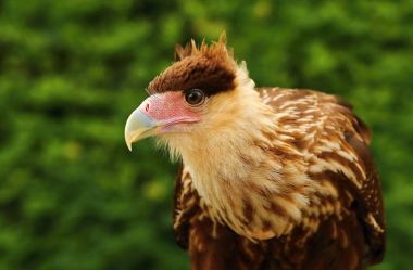 Polyborus plancus portrait