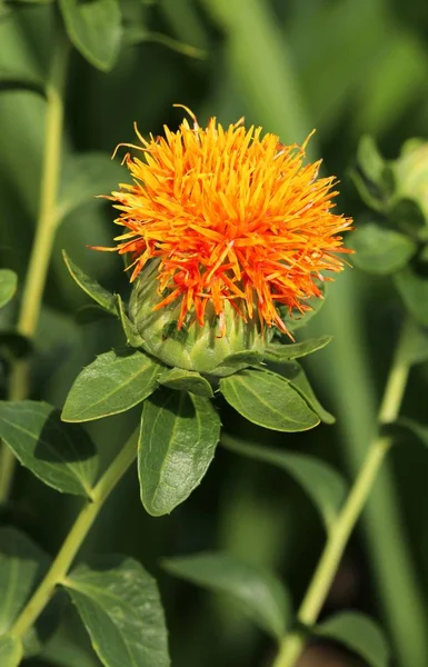 Carthamus tinctorius çiçeği içinde