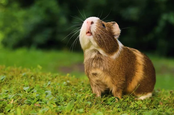 Guinea pig sniffing — Stock Photo, Image
