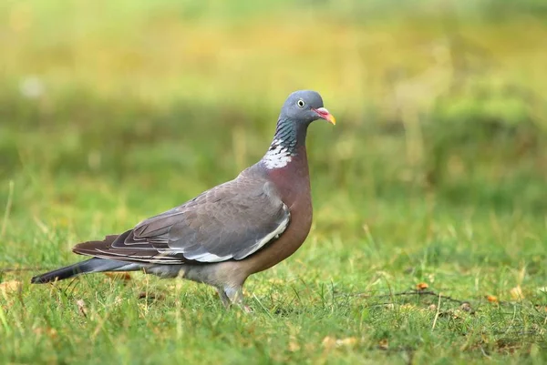 Güvercin Columba palumbus
